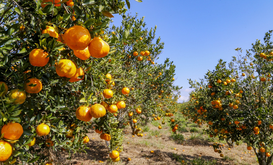 Condições climáticas afetam frutas de forma diferente, analisa boletim  agropecuário
Foto: Gilson Abreu/AEN