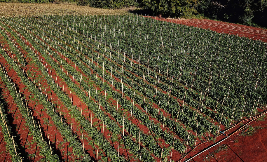 Pimenta doce gera receita e vira cartão de visita de Primeiro de Maio Foto: José Fernando Ogura/AEN
