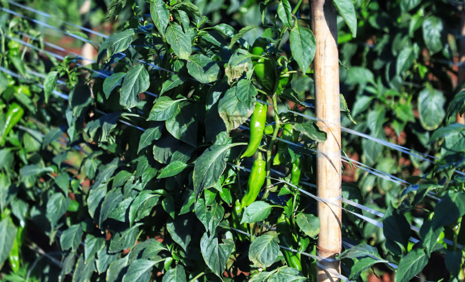Pimenta doce gera receita e vira cartão de visita de Primeiro de Maio Foto: José Fernando Ogura/AEN