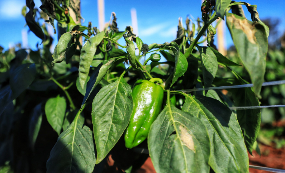 Pimenta doce gera receita e vira cartão de visita de Primeiro de Maio Foto: José Fernando Ogura/AEN