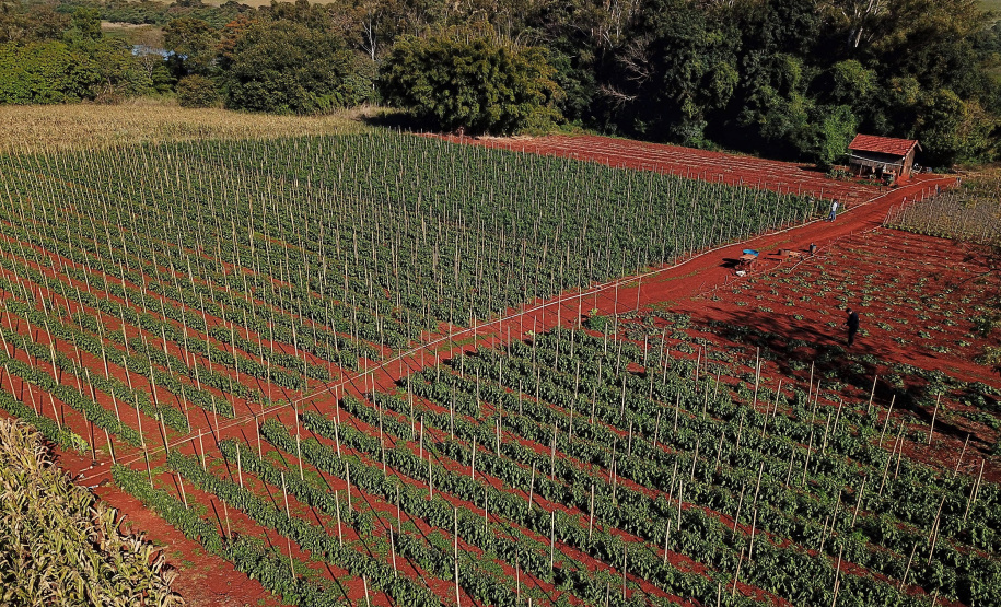 Pimenta doce gera receita e vira cartão de visita de Primeiro de Maio Foto: José Fernando Ogura/AEN