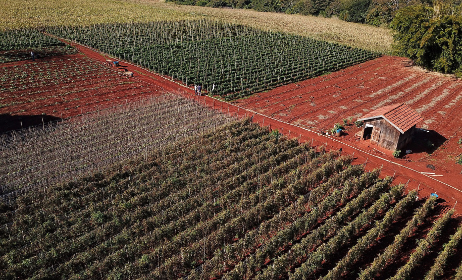 Pimenta doce gera receita e vira cartão de visita de Primeiro de Maio Foto: José Fernando Ogura/AEN