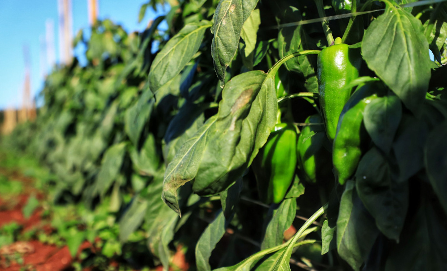 Pimenta doce gera receita e vira cartão de visita de Primeiro de Maio Foto: José Fernando Ogura/AEN