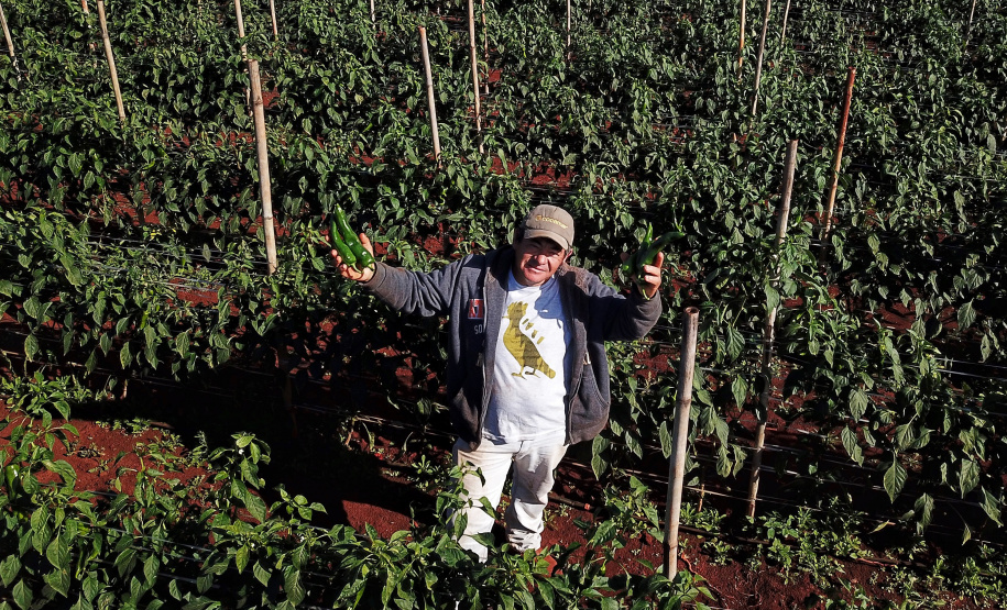 Pimenta doce gera receita e vira cartão de visita de Primeiro de Maio Foto: José Fernando Ogura/AEN