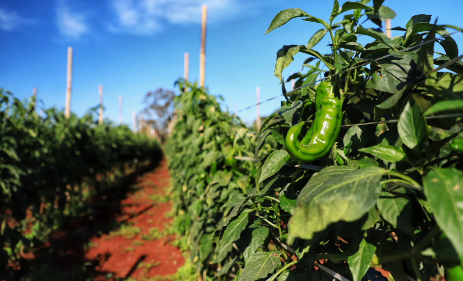 Pimenta doce gera receita e vira cartão de visita de Primeiro de Maio Foto: José Fernando Ogura/AEN