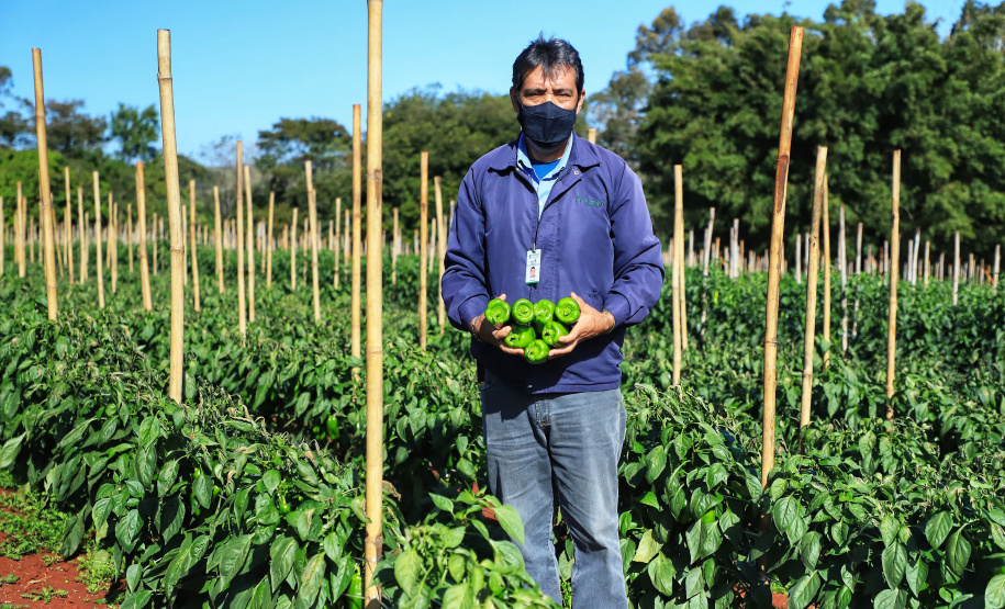 Pimenta doce gera receita e vira cartão de visita de Primeiro de Maio Foto: José Fernando Ogura/AEN