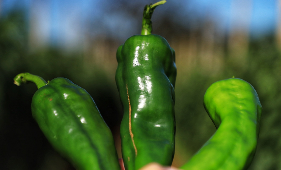 Pimenta doce gera receita e vira cartão de visita de Primeiro de Maio Foto: José Fernando Ogura/AEN