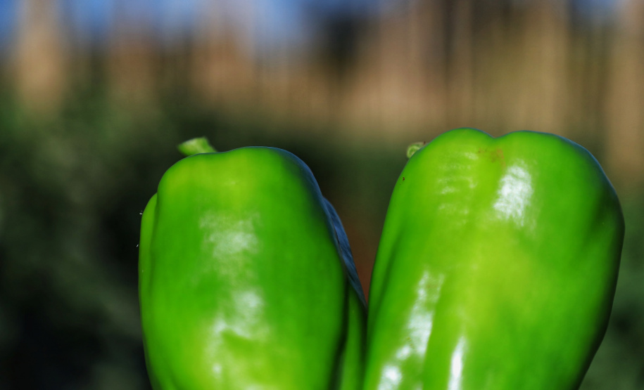 Pimenta doce gera receita e vira cartão de visita de Primeiro de Maio Foto: José Fernando Ogura/AEN
