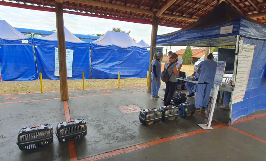 Em sete cidades do Noroeste do Paraná, mais de 1000 animais são aguardados para o Programa Permanente de Esterilização de Cães e Gatos ? CastraPet Paraná. A ação é promovida pela Secretaria do Desenvolvimento Sustentável e do Turismo (Sedest), em parceria com os municípios, que realizam o cadastro das famílias beneficiadas.  -  Curitiba, 09/08/2021  -  Foto: SEDEST