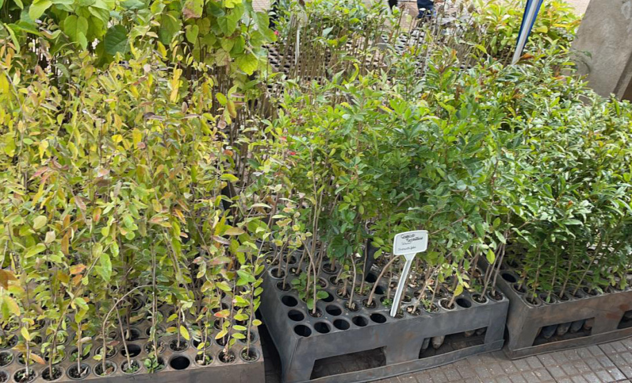 Cerca de 300 famílias de Bandeirantes recebem doações arrecadadas pelo IAT Foto: IAT
