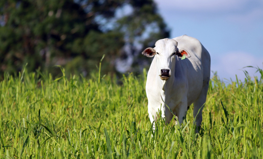 Campanha de atualização de rebanho alcança 88% das
propriedades. Foto: Gilson Abreu/AEN