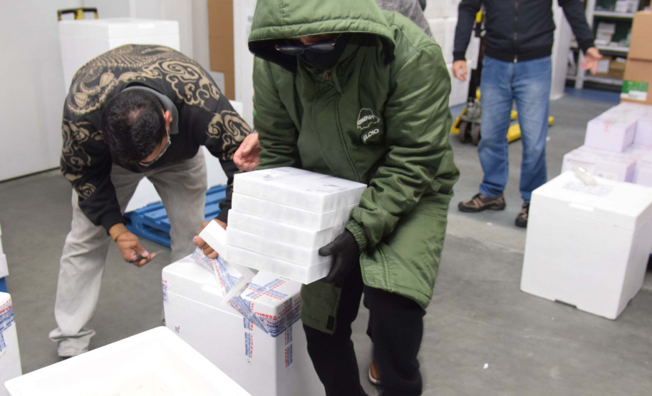 Com novo lote da Pfizer, Paraná recebe todas as 209,1 mil doses desta segunda. Foto: Américo Antonio/SESA