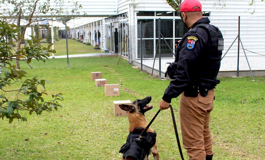 Cães de faro da PM passam por testes de faro de armas no Rio Grande do Sul  Foto: PMPR