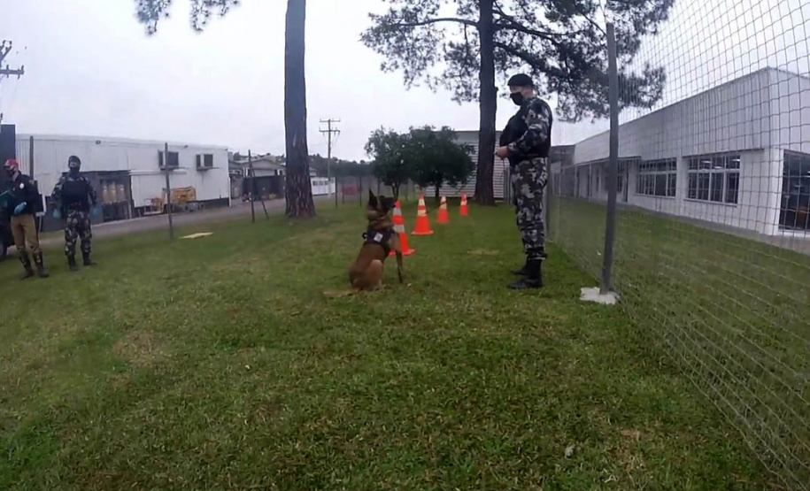 Cães de faro da PM passam por testes de faro de armas no Rio Grande do Sul  Foto: PMPR