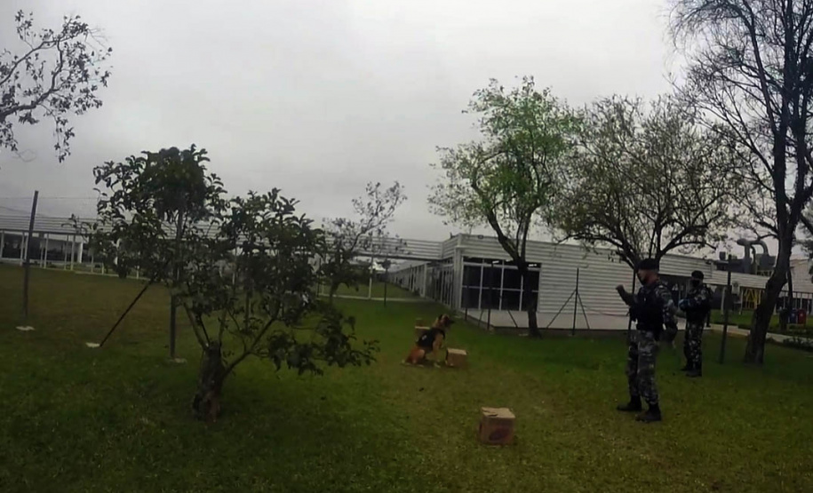 Cães de faro da PM passam por testes de faro de armas no Rio Grande do Sul  Foto: PMPR