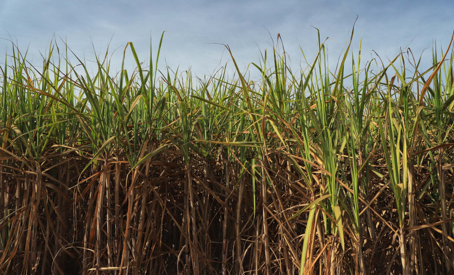 Tecnologia e produtividade fazem a cana-de-açúcar voltar a brilhar no Norte Pioneiro. Foto: José Fernando Ogura/AEN