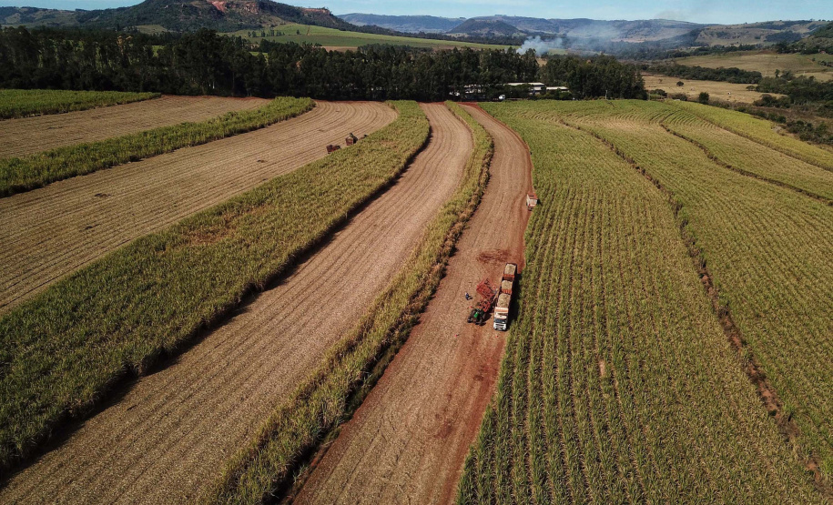Tecnologia e produtividade fazem a cana-de-açúcar voltar a brilhar no Norte Pioneiro. Foto: José Fernando Ogura/AEN