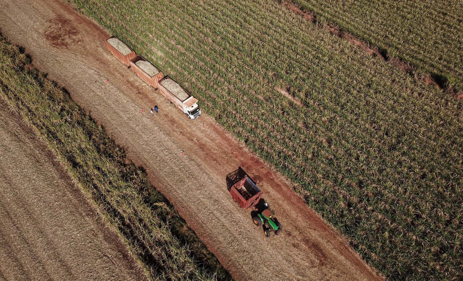 Tecnologia e produtividade fazem a cana-de-açúcar voltar a brilhar no Norte Pioneiro. Foto: José Fernando Ogura/AEN