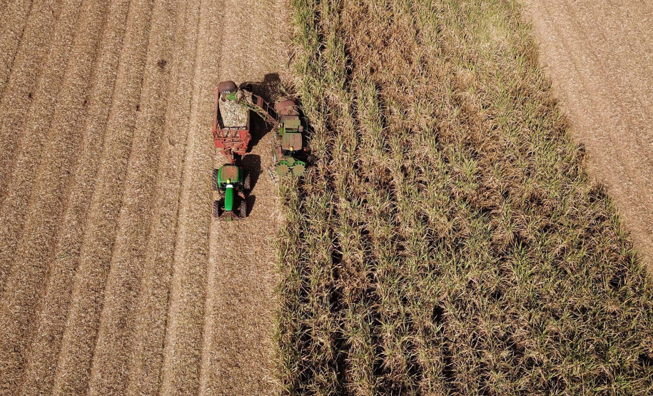 Tecnologia e produtividade fazem a cana-de-açúcar voltar a brilhar no Norte Pioneiro. Foto: José Fernando Ogura/AEN