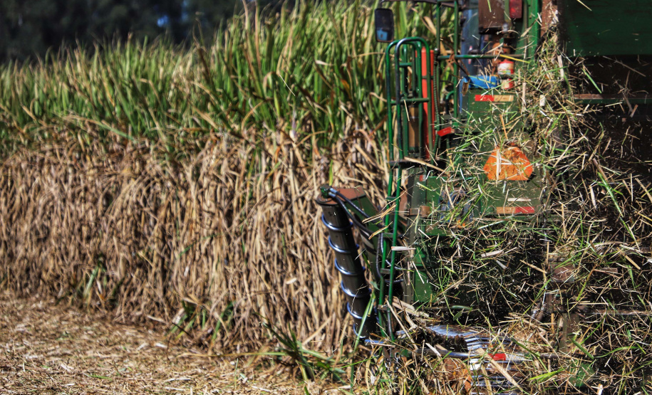 Tecnologia e produtividade fazem a cana-de-açúcar voltar a brilhar no Norte Pioneiro. Foto: José Fernando Ogura/AEN