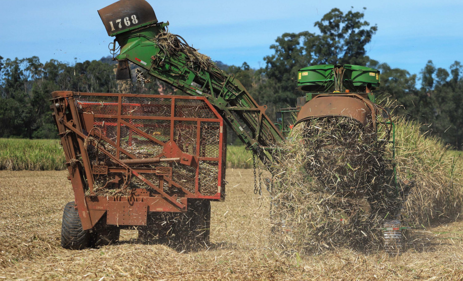 Tecnologia e produtividade fazem a cana-de-açúcar voltar a brilhar no Norte Pioneiro. Foto: José Fernando Ogura/AEN