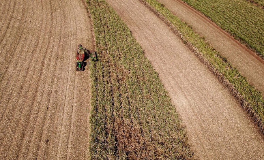 Tecnologia e produtividade fazem a cana-de-açúcar voltar a brilhar no Norte Pioneiro. Foto: José Fernando Ogura/AEN