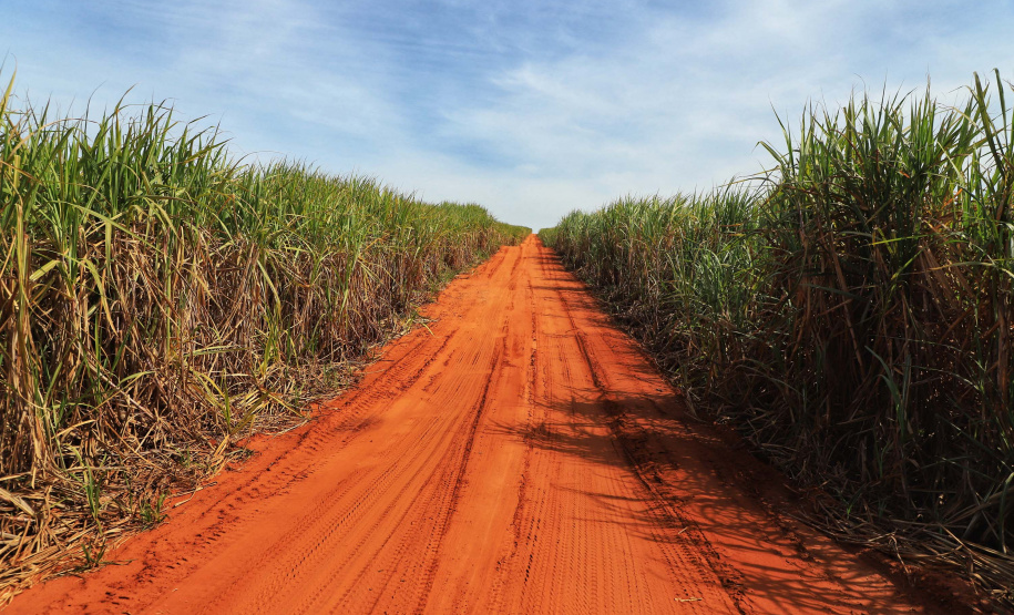 Tecnologia e produtividade fazem a cana-de-açúcar voltar a brilhar no Norte Pioneiro. Foto: José Fernando Ogura/AEN