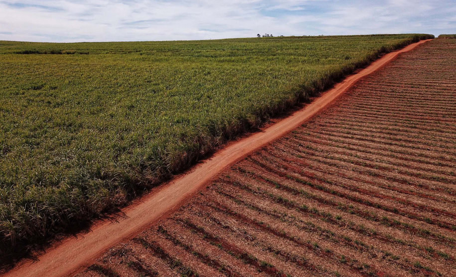 Tecnologia e produtividade fazem a cana-de-açúcar voltar a brilhar no Norte Pioneiro. Foto: José Fernando Ogura/AEN
