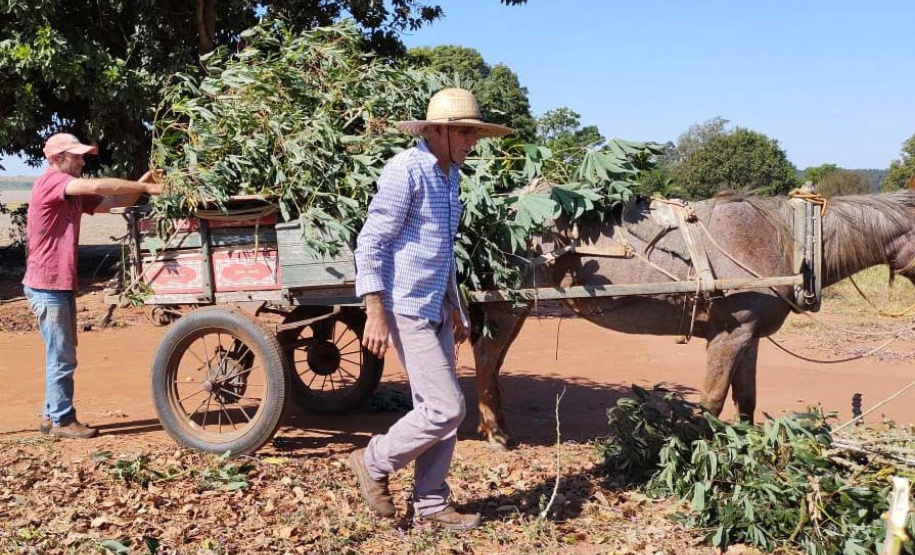 Cultivo de mandioca ganha eficiência e movimenta economia
. Foto: IDR