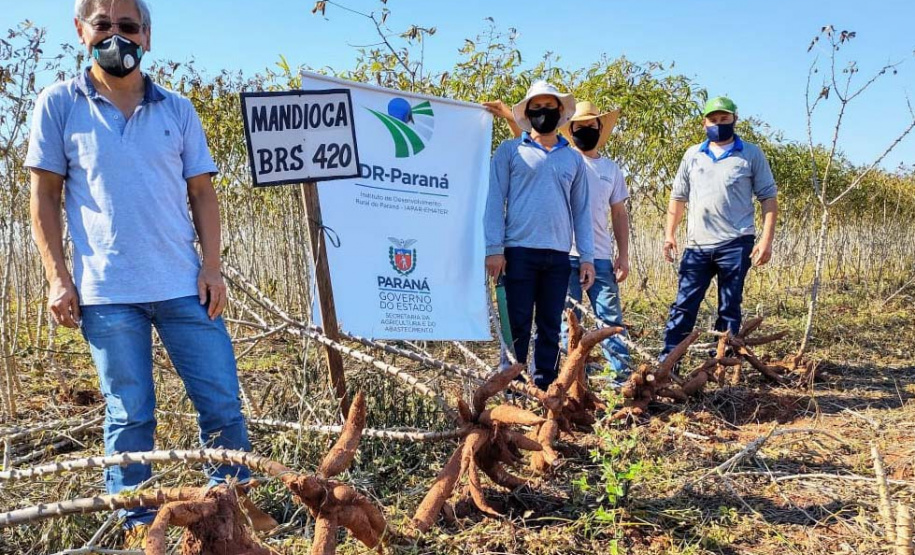 Cultivo de mandioca ganha eficiência e movimenta economia
. Foto: IDR