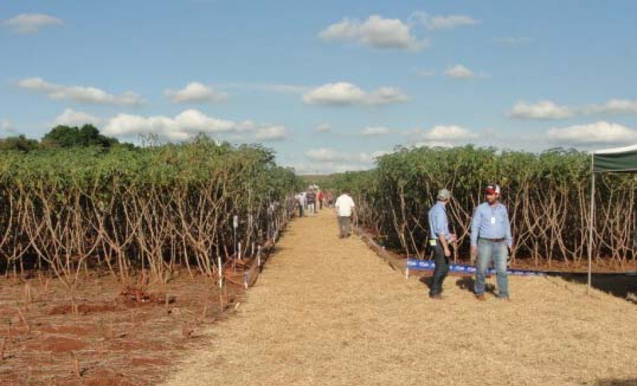 Cultivo de mandioca ganha eficiência e movimenta economia
. Foto: IDR