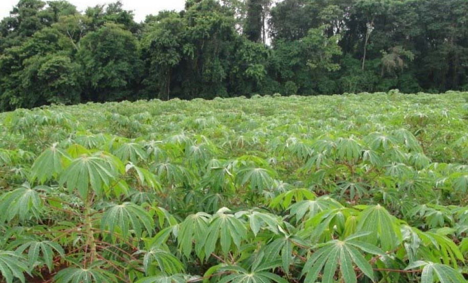 Cultivo de mandioca ganha eficiência e movimenta economia
. Foto: IDR