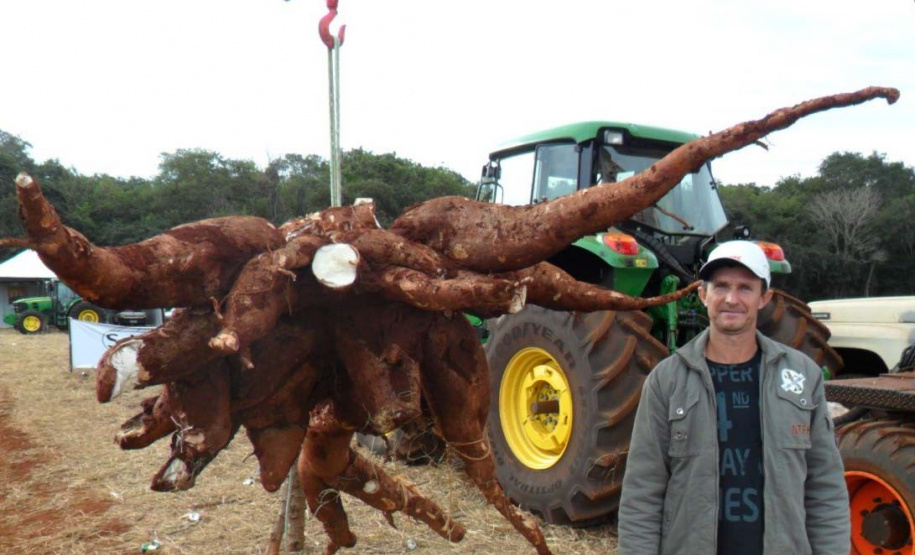Cultivo de mandioca ganha eficiência e movimenta economia
. Foto: IDR