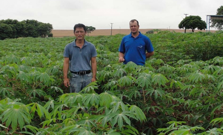 Cultivo de mandioca ganha eficiência e movimenta economia
. Foto: IDR