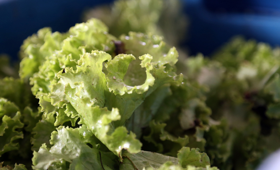 Banco de Alimentos da Ceasa Paraná reaproveita mais de 2 milhões de hortigranjeiros.foto Gilson Abreu/AEN