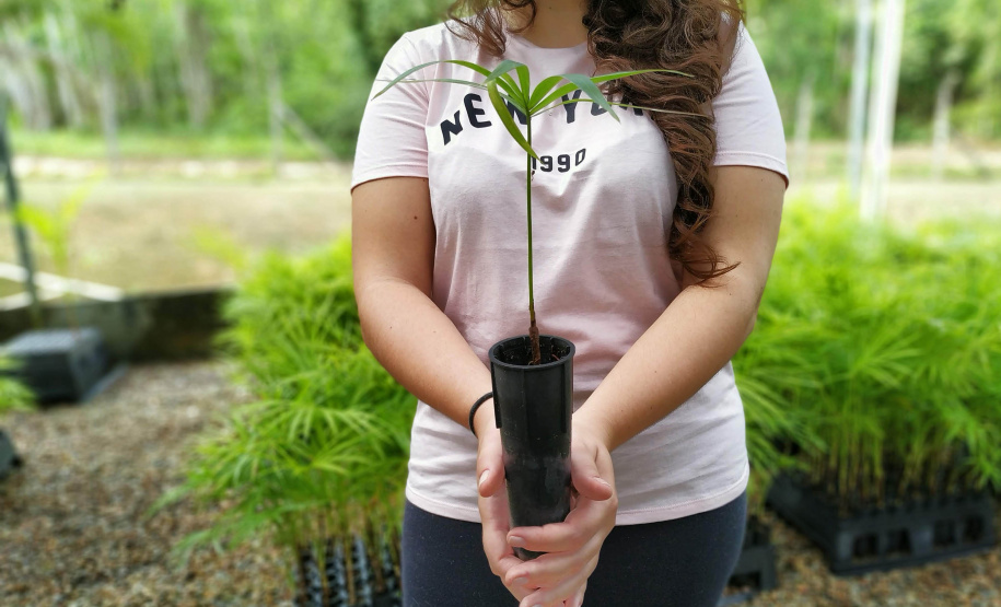 Moradores de Cornélio Procópio podem trocar alimentos por mudas de árvores nativas  -  Foto: SEDEST