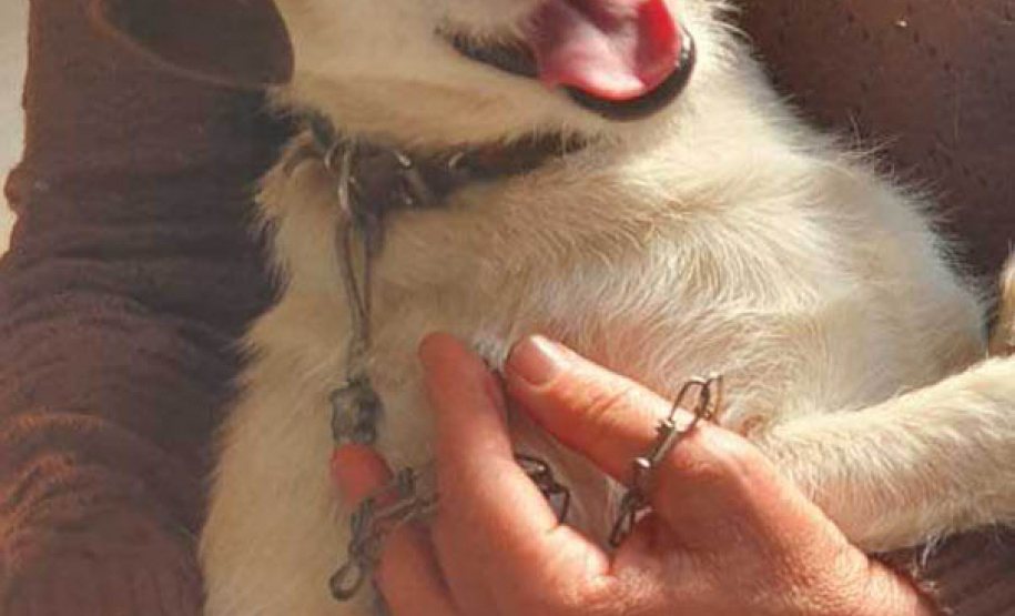 O Programa Permanente de Esterilização de Cães e Gatos ? CastraPet Paraná está sendo um sucesso nos municípios. Nesta terça e quarta-feira (17 e 18) 116 animais foram castrados gratuitamente em Clevelândia, região Sudoeste do Estado. - Clevelândia, 18/08/2021  -  Foto: SEDEST