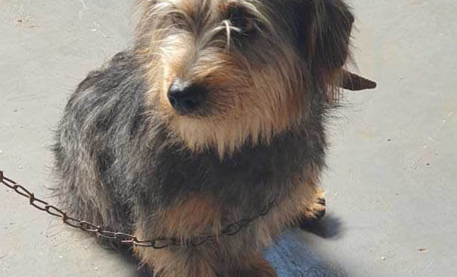 O Programa Permanente de Esterilização de Cães e Gatos ? CastraPet Paraná está sendo um sucesso nos municípios. Nesta terça e quarta-feira (17 e 18) 116 animais foram castrados gratuitamente em Clevelândia, região Sudoeste do Estado. - Clevelândia, 18/08/2021  -  Foto: SEDEST