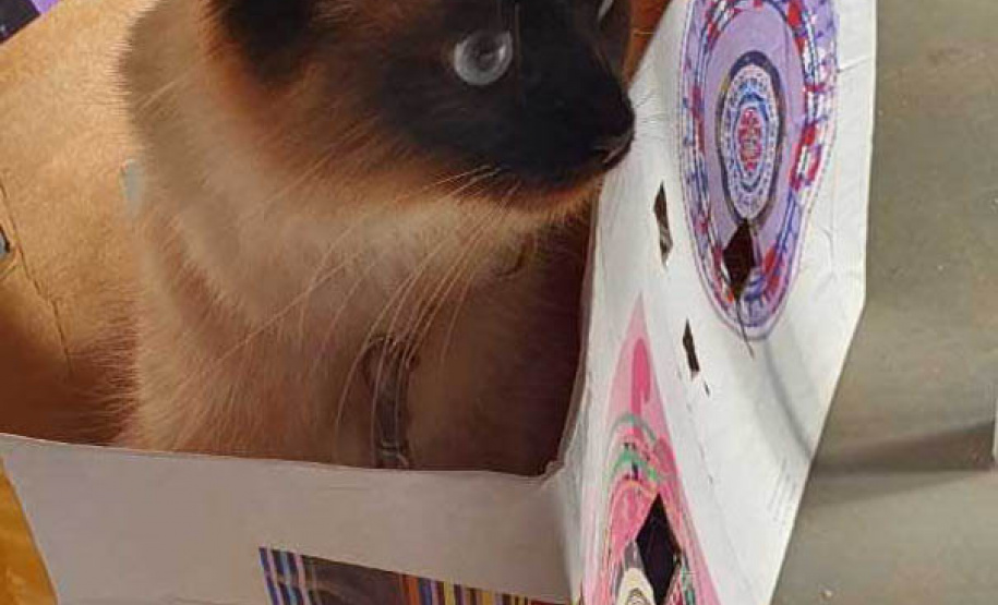 O Programa Permanente de Esterilização de Cães e Gatos ? CastraPet Paraná está sendo um sucesso nos municípios. Nesta terça e quarta-feira (17 e 18) 116 animais foram castrados gratuitamente em Clevelândia, região Sudoeste do Estado. - Clevelândia, 18/08/2021  -  Foto: SEDEST