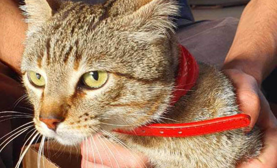 O Programa Permanente de Esterilização de Cães e Gatos ? CastraPet Paraná está sendo um sucesso nos municípios. Nesta terça e quarta-feira (17 e 18) 116 animais foram castrados gratuitamente em Clevelândia, região Sudoeste do Estado. - Clevelândia, 18/08/2021  -  Foto: SEDEST