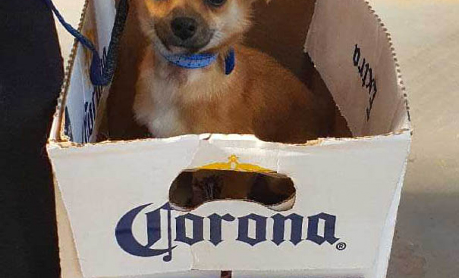 O Programa Permanente de Esterilização de Cães e Gatos ? CastraPet Paraná está sendo um sucesso nos municípios. Nesta terça e quarta-feira (17 e 18) 116 animais foram castrados gratuitamente em Clevelândia, região Sudoeste do Estado. - Clevelândia, 18/08/2021  -  Foto: SEDEST