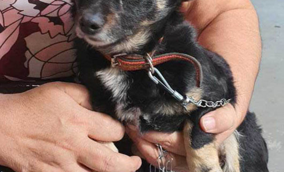 O Programa Permanente de Esterilização de Cães e Gatos ? CastraPet Paraná está sendo um sucesso nos municípios. Nesta terça e quarta-feira (17 e 18) 116 animais foram castrados gratuitamente em Clevelândia, região Sudoeste do Estado. - Clevelândia, 18/08/2021  -  Foto: SEDEST