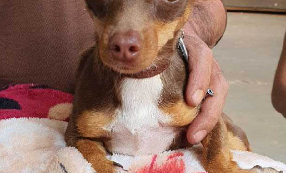 O Programa Permanente de Esterilização de Cães e Gatos ? CastraPet Paraná está sendo um sucesso nos municípios. Nesta terça e quarta-feira (17 e 18) 116 animais foram castrados gratuitamente em Clevelândia, região Sudoeste do Estado. - Clevelândia, 18/08/2021  -  Foto: SEDEST