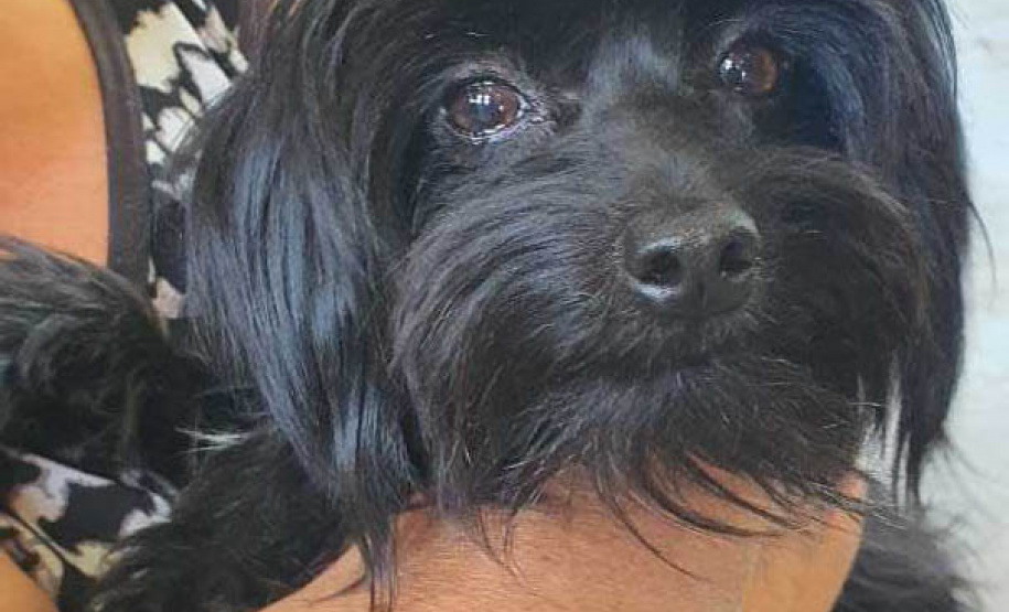 O Programa Permanente de Esterilização de Cães e Gatos ? CastraPet Paraná está sendo um sucesso nos municípios. Nesta terça e quarta-feira (17 e 18) 116 animais foram castrados gratuitamente em Clevelândia, região Sudoeste do Estado. - Clevelândia, 18/08/2021  -  Foto: SEDEST