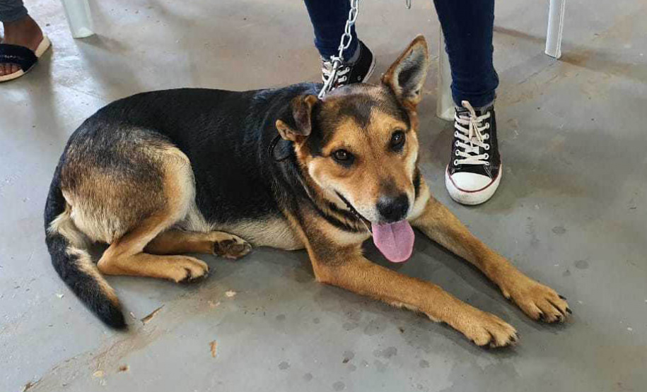 O Programa Permanente de Esterilização de Cães e Gatos ? CastraPet Paraná está sendo um sucesso nos municípios. Nesta terça e quarta-feira (17 e 18) 116 animais foram castrados gratuitamente em Clevelândia, região Sudoeste do Estado. - Clevelândia, 18/08/2021  -  Foto: SEDEST