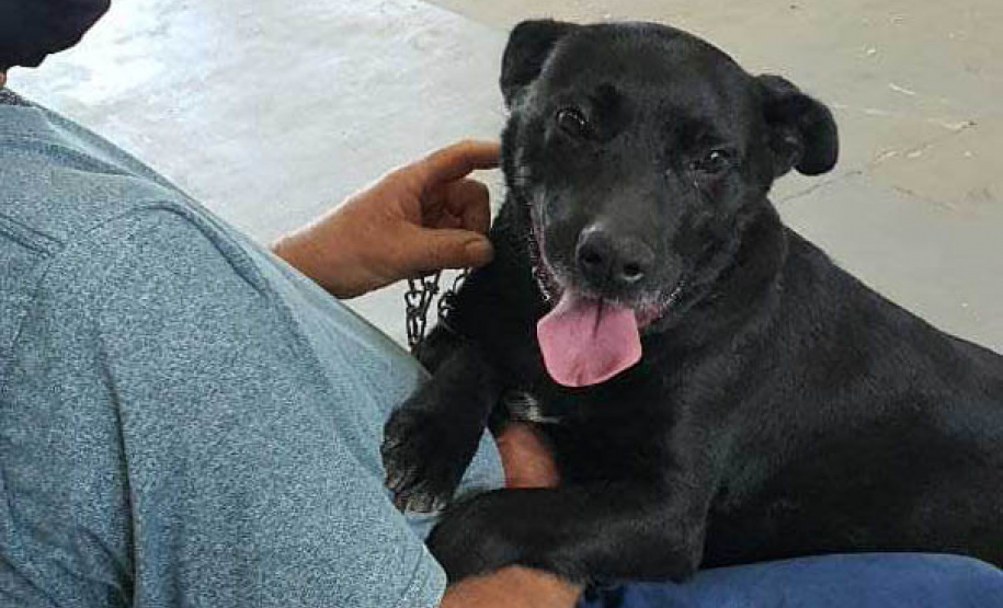 O Programa Permanente de Esterilização de Cães e Gatos ? CastraPet Paraná está sendo um sucesso nos municípios. Nesta terça e quarta-feira (17 e 18) 116 animais foram castrados gratuitamente em Clevelândia, região Sudoeste do Estado. - Clevelândia, 18/08/2021  -  Foto: SEDEST