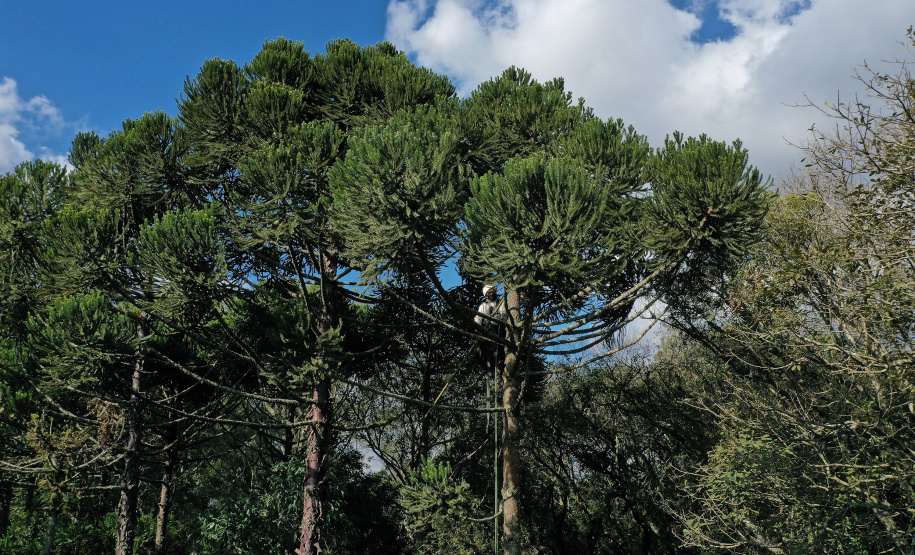 Paraná representa Codesul na pasta ambiental
Foto: Alessandro Vieira