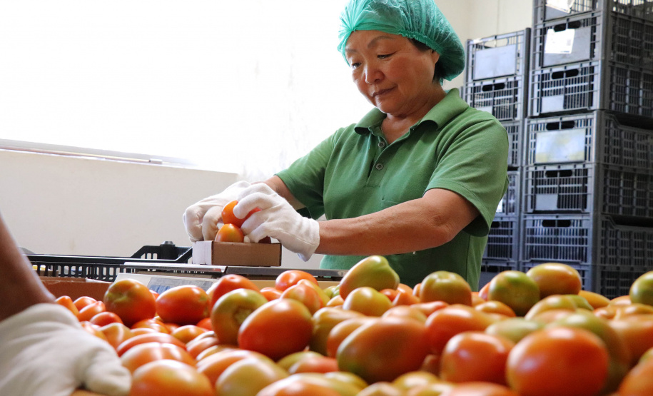 Esposa do sr Mario Seichi Nakui,produtor de orgânicos em Piraquara.  -  Foto: TECPAR
