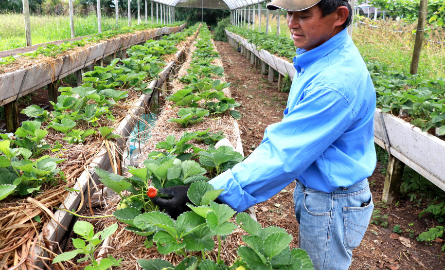 Mário Seichi Nakui,produtor de orgânicos em Piraquara.  - Foto: TECPAR
