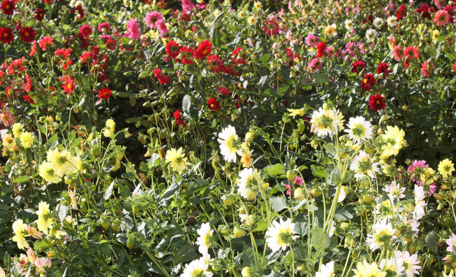 Floricultura é atividade significativa em 112 municípios paranaenses. Foto: Arquivo AEN